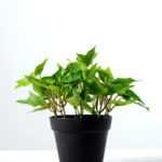15cm Ivy Artificial Plant  in Plastic pot