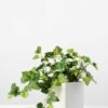 20cm Ivy Artificial Plant  in Paper pulp pot