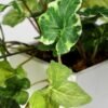 20cm Ivy Artificial Plant  in Paper pulp pot