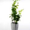 90cm Lagerstroemia Leaf Artificial Plant  in Paper Pulp pot