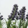 Creative Displays Lavender Silk Flower  in Wood Planter 2 Creative Displays Lavender Silk Flower  in Wood Planter