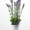 9 Heads Reality Lavender Silk Flower  in Paper Pulp pot 1 9 Heads Reality Lavender Silk Flower  in Paper Pulp pot