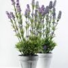 9 Heads Reality Lavender Silk Flower  in Paper Pulp pot 3 9 Heads Reality Lavender Silk Flower  in Paper Pulp pot