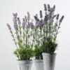 52cm Lavender Silk Flower in Paper Pulp pot 3 52cm Lavender Silk Flower in Paper Pulp pot
