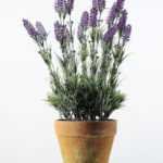 25 Heads Lavender Silk Flower  in Paper Pulp pot