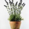 60cm Lavender Silk Flower  in Paper Pulp pot