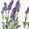45cm Lavender Silk Flower  in Basket 2 45cm Lavender Silk Flower  in Basket