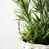 25cm Lavender Silk Flower  in Basket 5 25cm Lavender Silk Flower  in Basket