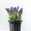 24cm Lavender Silk Flower  in Basket 1 24cm Lavender Silk Flower  in Basket