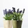 9 Heads Lavender Silk Flower  in Paper Pulp pot