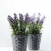 10 Heads Lavender Silk Flower in Paper Pulp pot 5 10 Heads Lavender Silk Flower in Paper Pulp pot