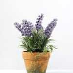 6 Heads Lavender Silk Flower  in Paper Pulp pot