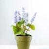 7 Heads Reality Lavender Silk Flower  in Paper Pulp pot