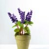7 Heads Reality Lavender Silk Flower  in Paper Pulp pot