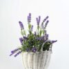 30cm Lavender Silk Flower  in Basket 1 30cm Lavender Silk Flower  in Basket