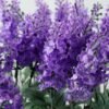30 Heads Lavender Silk Flower  in Metal Pot