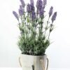 48cm Lavender Silk Flower  in Wooden Planter 1 48cm Lavender Silk Flower  in Wooden Planter