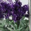 24cm Lavender Silk Flower  in Wood planter 2 24cm Lavender Silk Flower  in Wood planter