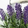 24cm Lavender Silk Flower  in Wooden Planter 2 24cm Lavender Silk Flower  in Wooden Planter