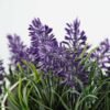 15cm Lavender Silk Flower in Wood Planter 2 15cm Lavender Silk Flower in Wood Planter