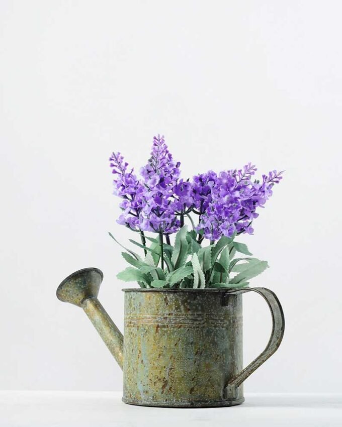 20cm Pterostoechas Lavender Silk Flower  in Metal Watering Can 1 20cm Pterostoechas Lavender Silk Flower  in Metal Watering Can