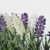 21cm Lavender Silk Flower  in Wooden Planter 2 21cm Lavender Silk Flower  in Wooden Planter