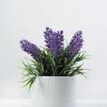 15cm Lavender Silk Flower  in Ceramic pot