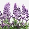 18 Heads Lavender Silk Flower  in Paper Pulp pot 2 18 Heads Lavender Silk Flower  in Paper Pulp pot
