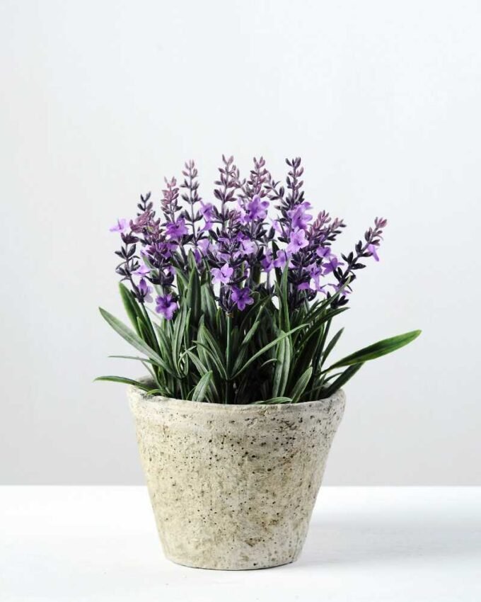 14 Heads Creative Displays Lavender Silk Flower  in Paper Pulp pot