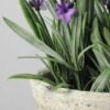 14 Heads Creative Displays Lavender Silk Flower  in Paper Pulp pot