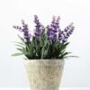 14 Heads Creative Displays Lavender Silk Flower  in Paper Pulp pot