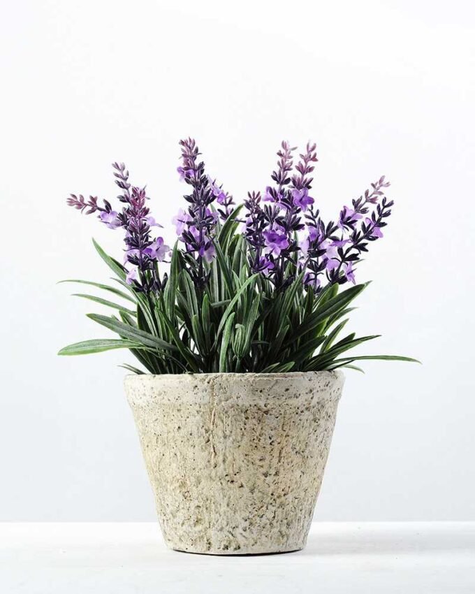14 Heads Creative Displays Lavender Silk Flower  in Paper Pulp pot