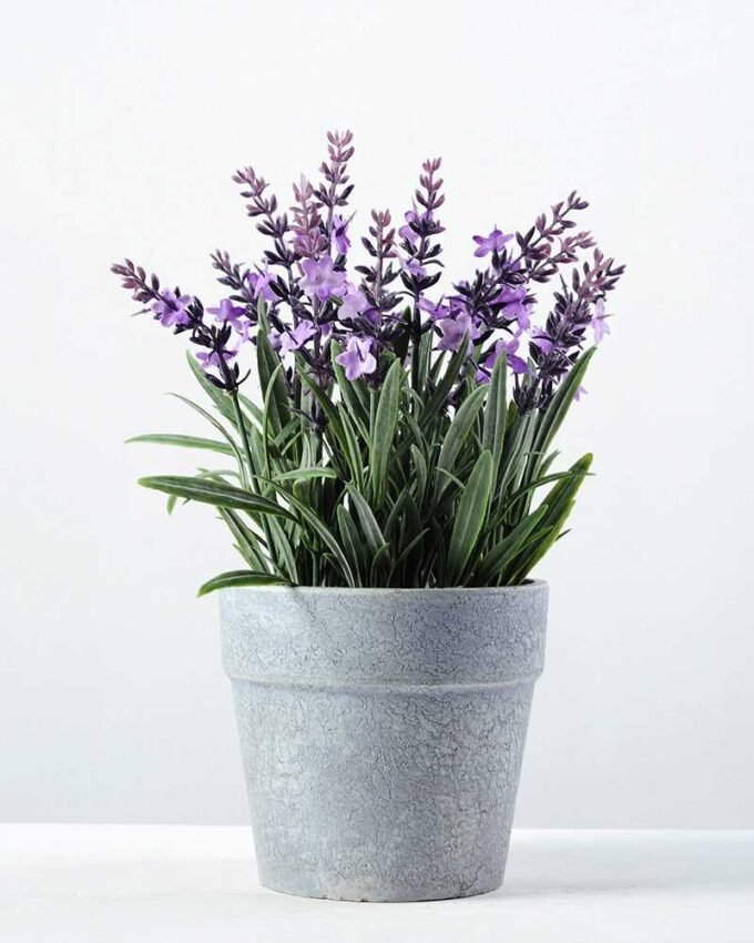 14 Heads Reality Lavender Silk Flower  in Paper Pulp pot