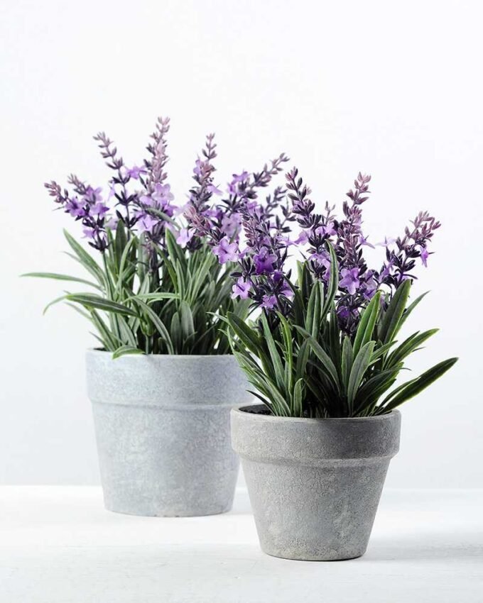 14 Heads Reality Lavender Silk Flower  in Paper Pulp pot