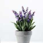 5 Heads Lavender Silk Flower  in Paper Pulp pot