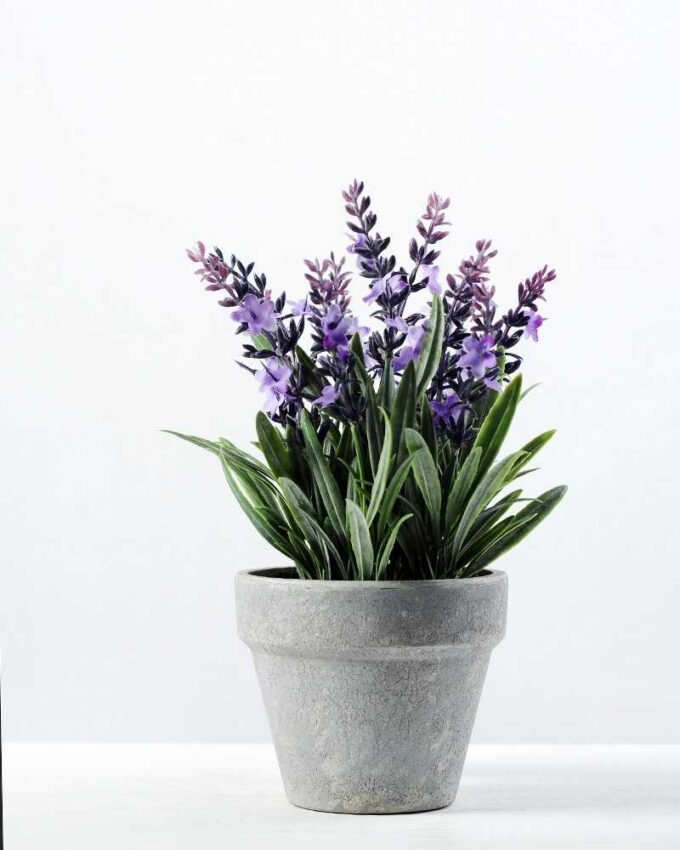 5 Heads Lavender Silk Flower  in Paper Pulp pot