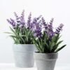5 Heads Lavender Silk Flower  in Paper Pulp pot