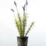 58cm Lavender Silk Flower  in Paper Pulp pot