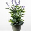 53cm Lavender Silk Flower  in Paper Pulp pot