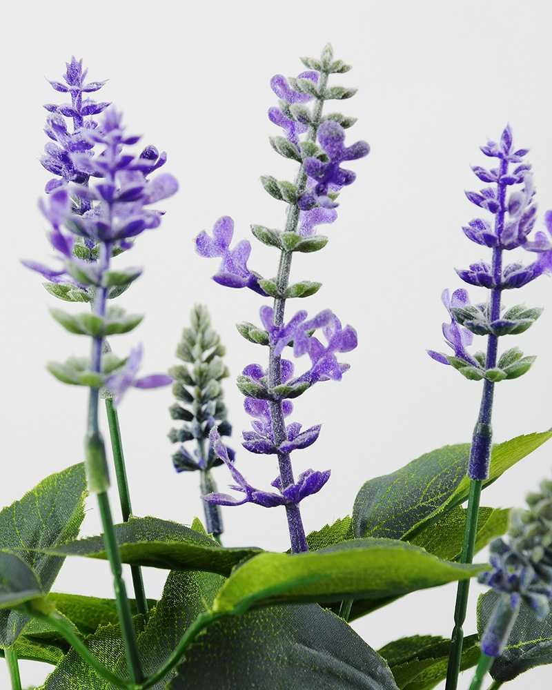 Lavender_0339471_2-1.jpg