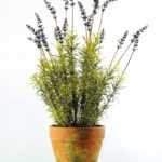 50cm Lavender Silk Flower  in Paper Pulp pot
