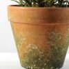 14 Heads Lavender Silk Flower  in Paper Pulp pot