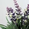 15cm Lavender Silk Flower  in Metal Watering Can 2 15cm Lavender Silk Flower  in Metal Watering Can