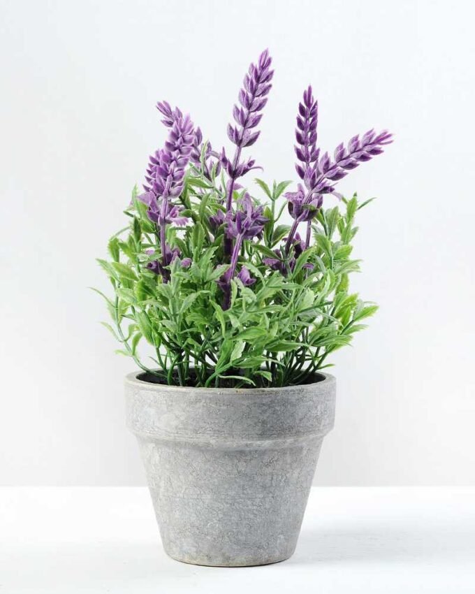 7 Heads Lavender Silk Flower  in Paper Pulp pot