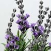 25cm Lavender Silk Flower  in Paper pulp pot,