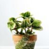15cm Leaves Artificial Plant  in Paper Pulp pot