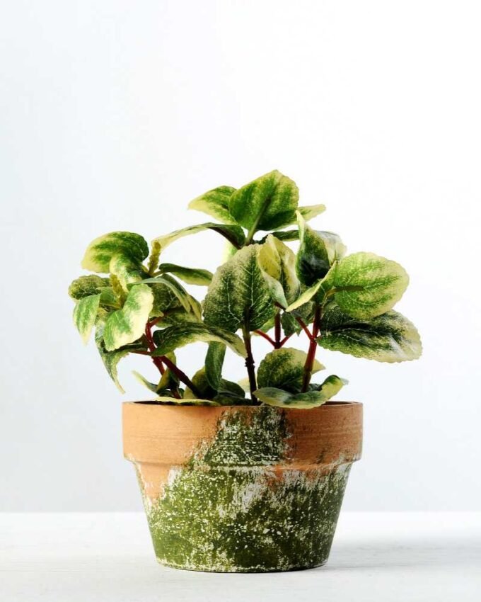 15cm Leaves Artificial Plant  in Paper Pulp pot