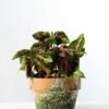 15cm Leaves Artificial Plant  in Paper Pulp pot