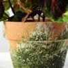 15cm Leaves Artificial Plant  in Paper Pulp pot