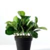 15cm Leaves Artificial Plant  in Plastic pot 1 15cm Leaves Artificial Plant  in Plastic pot